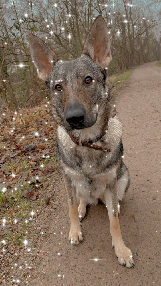 Hundetreffen-Hunde jeder Rassen-Profilbild