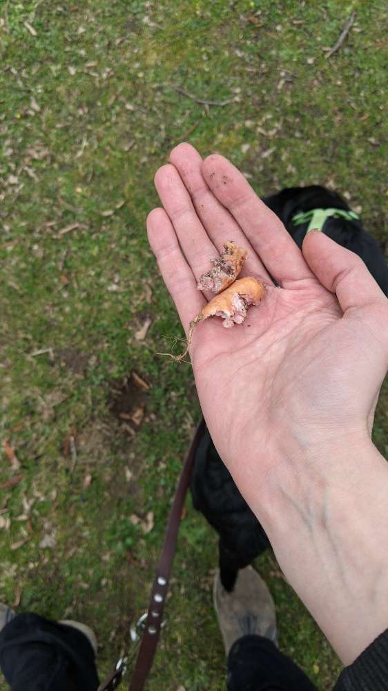 Giftköder-Mini Würstchen-Profilbild