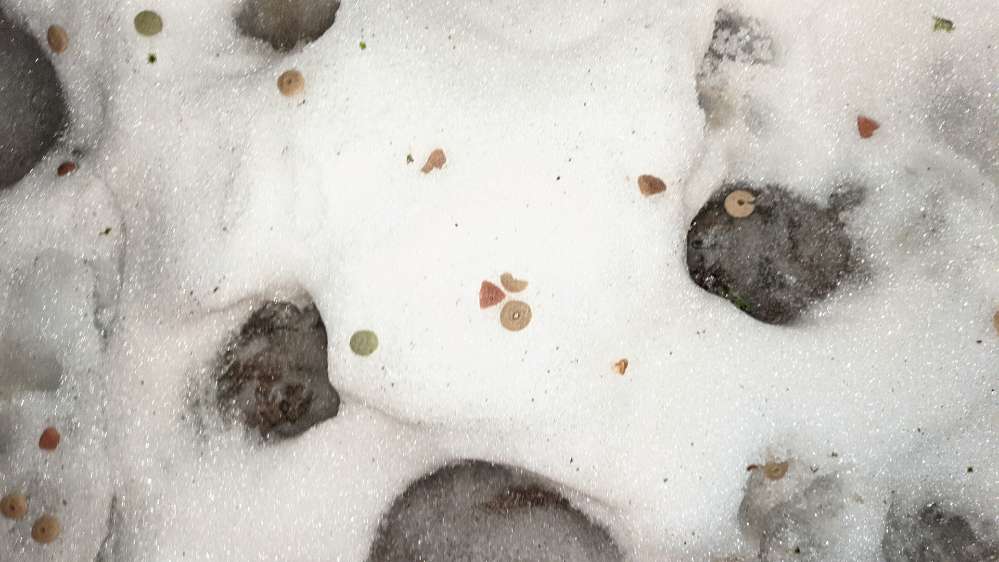 Giftköder-Verstreutes Katzenfutter-Profilbild