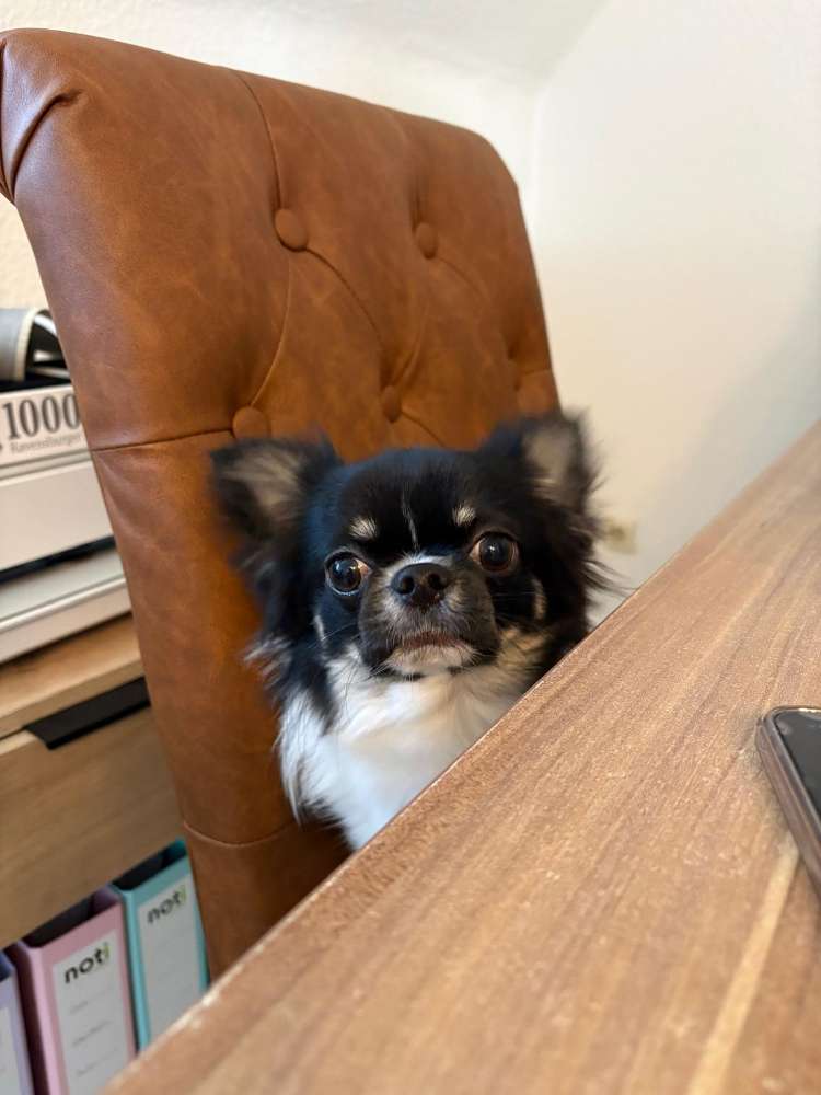 Hundetreffen-Neue Freunde gesucht-Profilbild