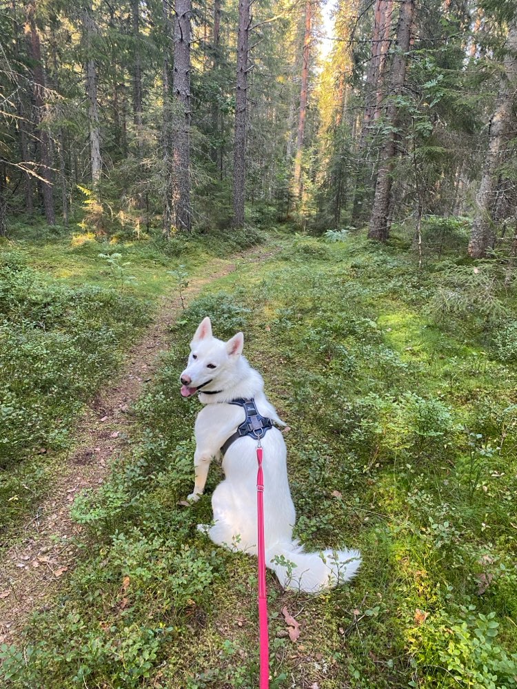 Hundetreffen-Gemeinsamer Spaziergang-Profilbild