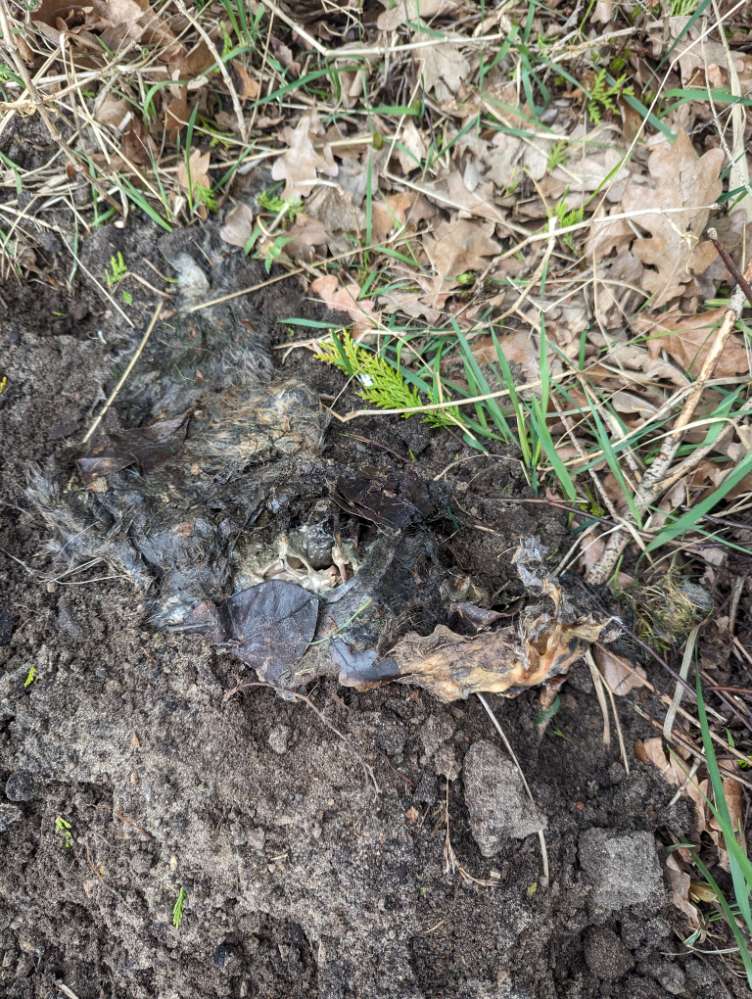 Giftköder-Totes Kaninchen-Profilbild