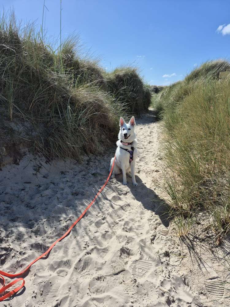 Urlaub mit Hund😎 Banner