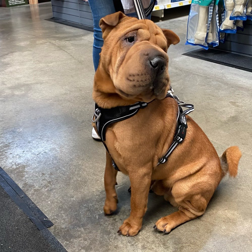 Hundetreffen-Shar Pei Flex sucht Spielpartner-Profilbild