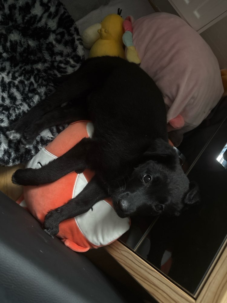 Hundetreffen-Welpen treffen-Profilbild