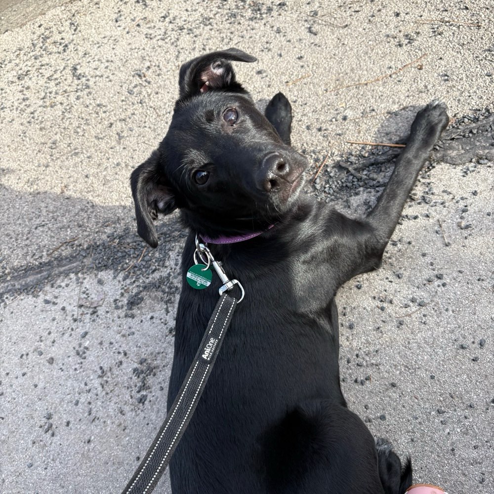 Hundetreffen-Welpen treffen-Profilbild