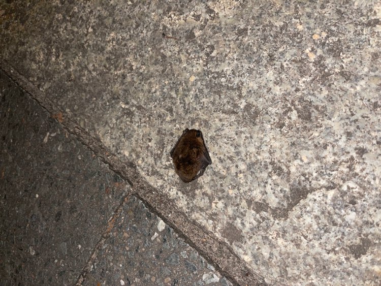 Giftköder-Tote Fledermaus auf dem Gehweg-Profilbild