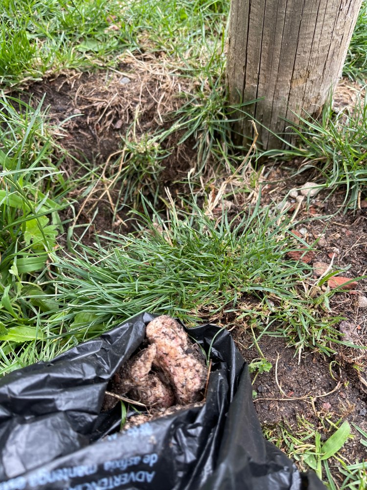 Giftköder-Mettwurst / Verdacht auf Giftköder-Profilbild