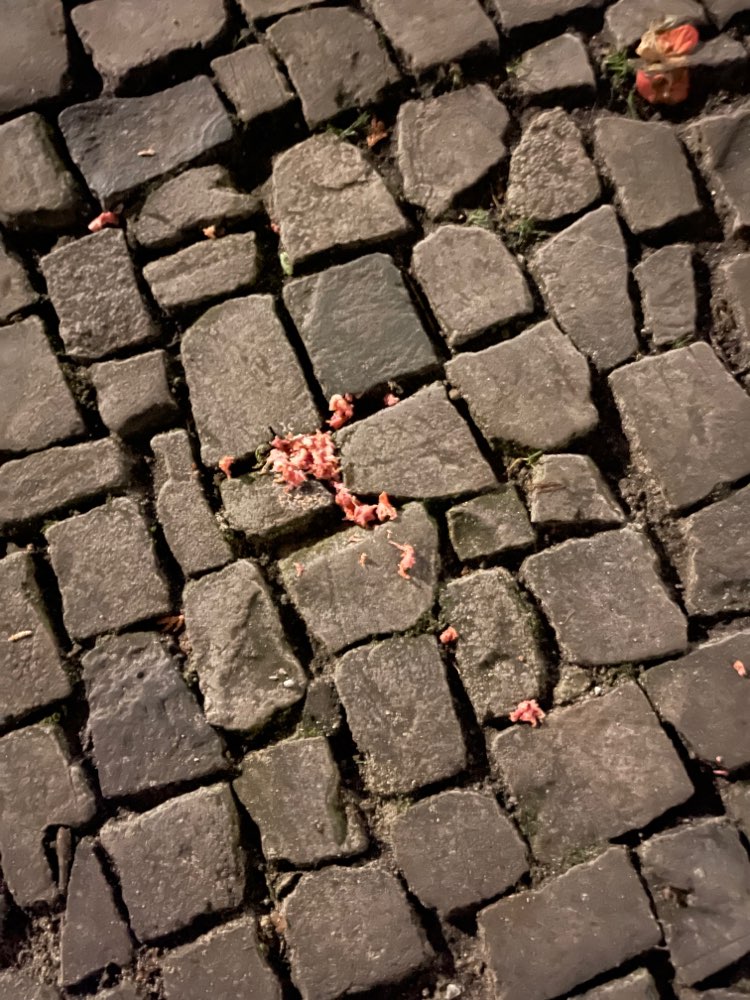 Giftköder-Fleischreste auf dem Gehweg-Profilbild
