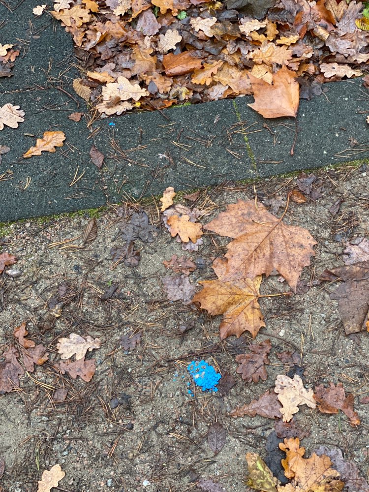Giftköder-Blaues Pulver-Profilbild