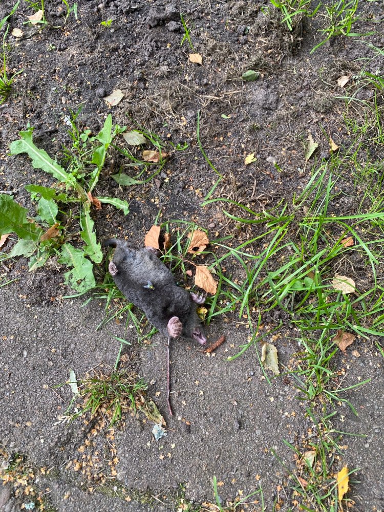 Giftköder-Wieder ein toter Maulwurf in Niendorf-Profilbild