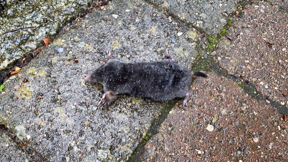 Giftköder-Toter Maulwurf-Profilbild