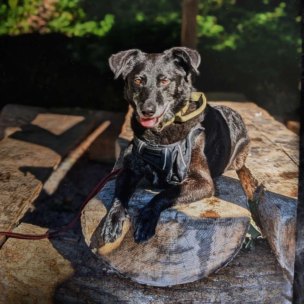 Hundetreffen-Gassirunde-Profilbild