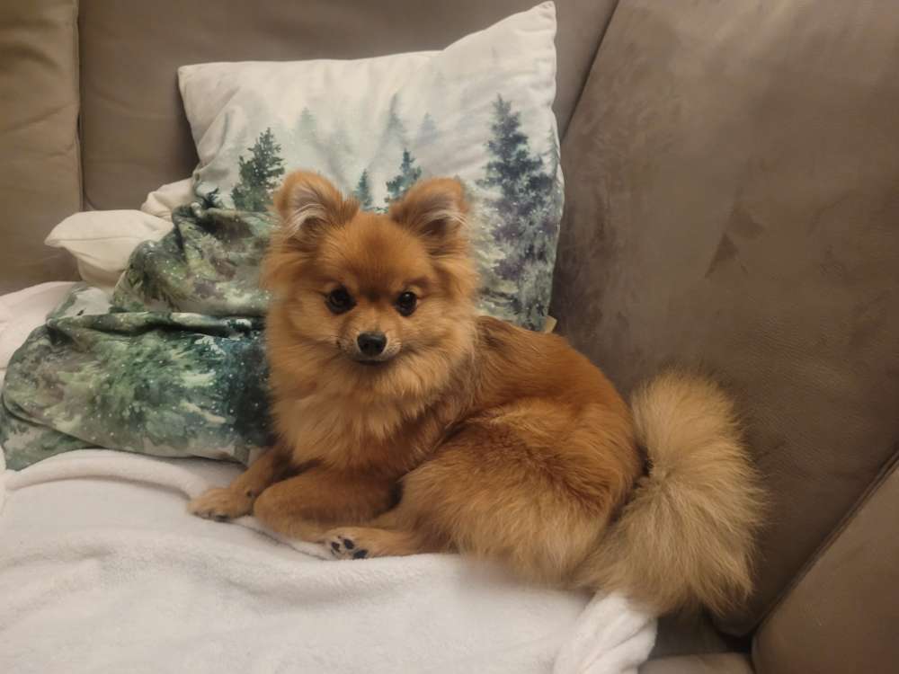 Hundetreffen-Bella sucht kleine Freunde-Profilbild