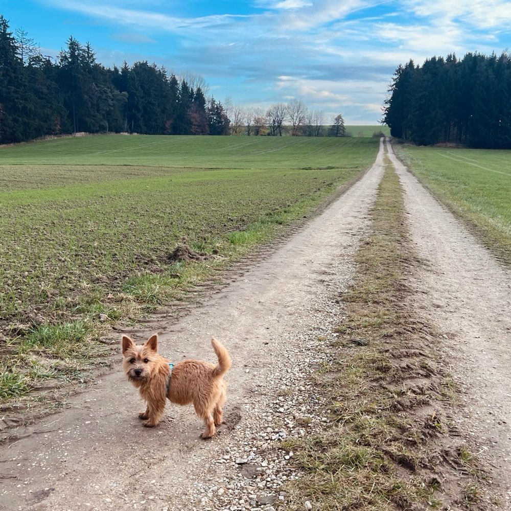 Hundetreffen-Spieltreffen für kleine Hunde-Profilbild