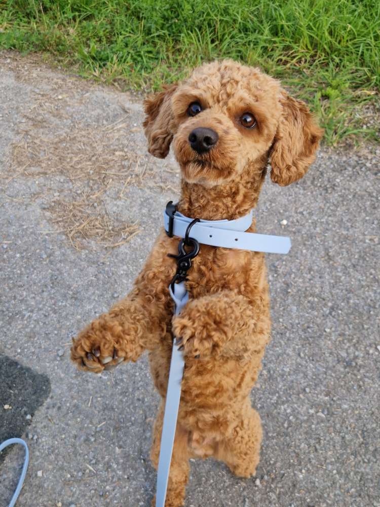 Hundetreffen-Trainingspartner gesucht!-Profilbild