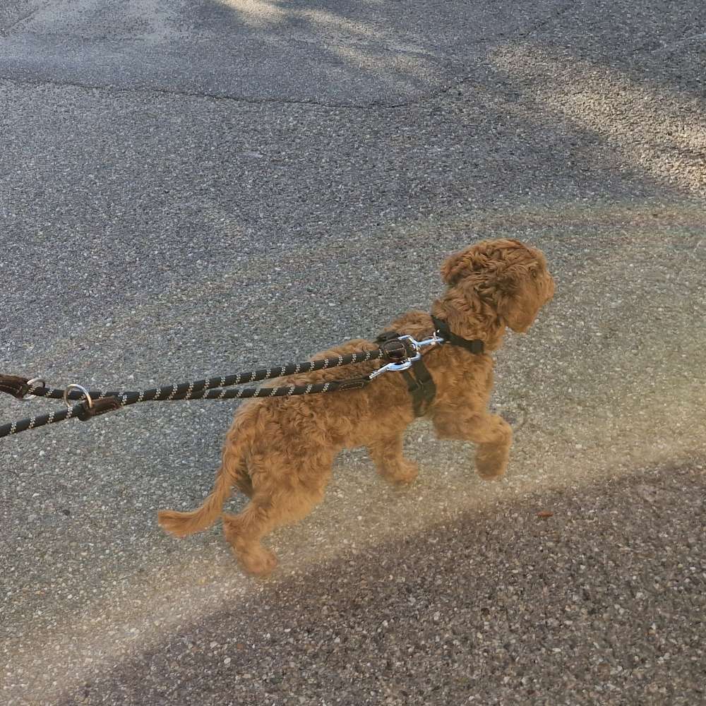 Hundetreffen-Hundebetreuung in Form von Gassi-Profilbild