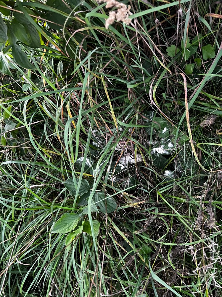 Giftköder-Evtl. Giftköder!-Profilbild