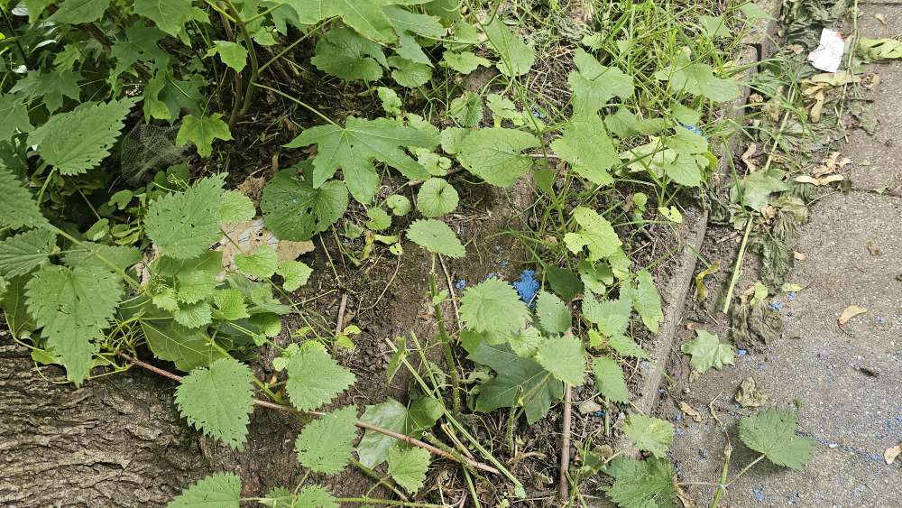 Giftköder-Blaues undefinierbares Pulver-Profilbild