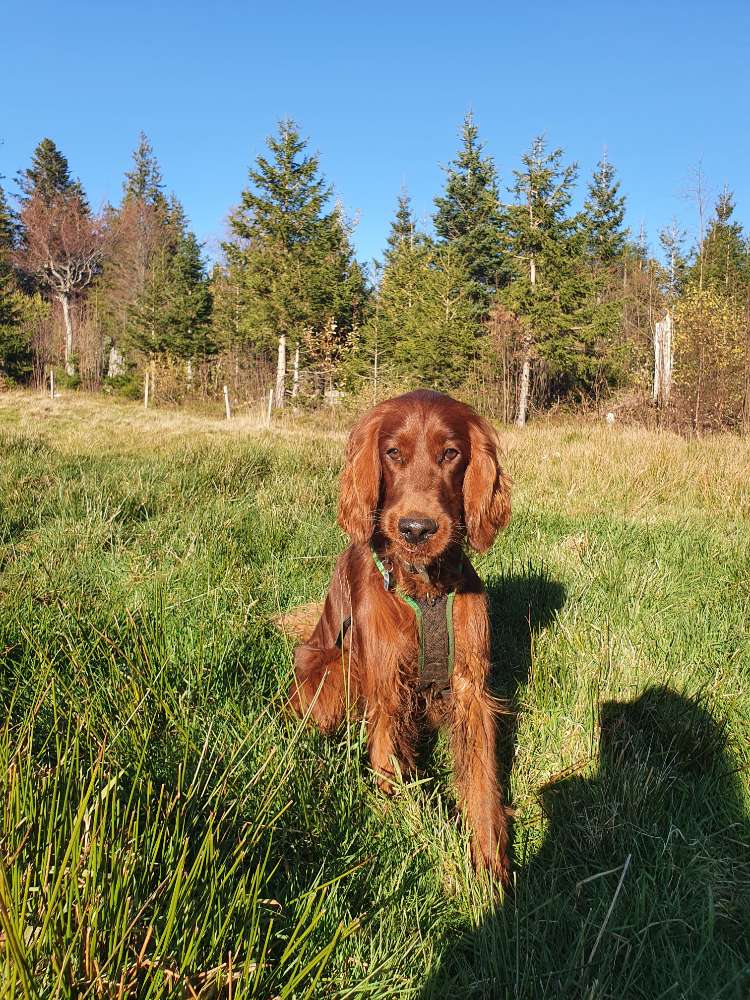 Hundetreffen-gegenseitige Hundebetreuung-Profilbild