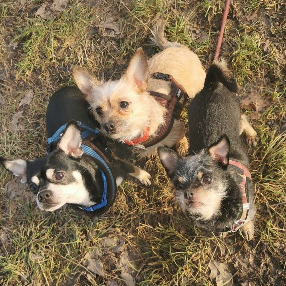 Hundetreffen-Kennenlernen und spielen-Profilbild