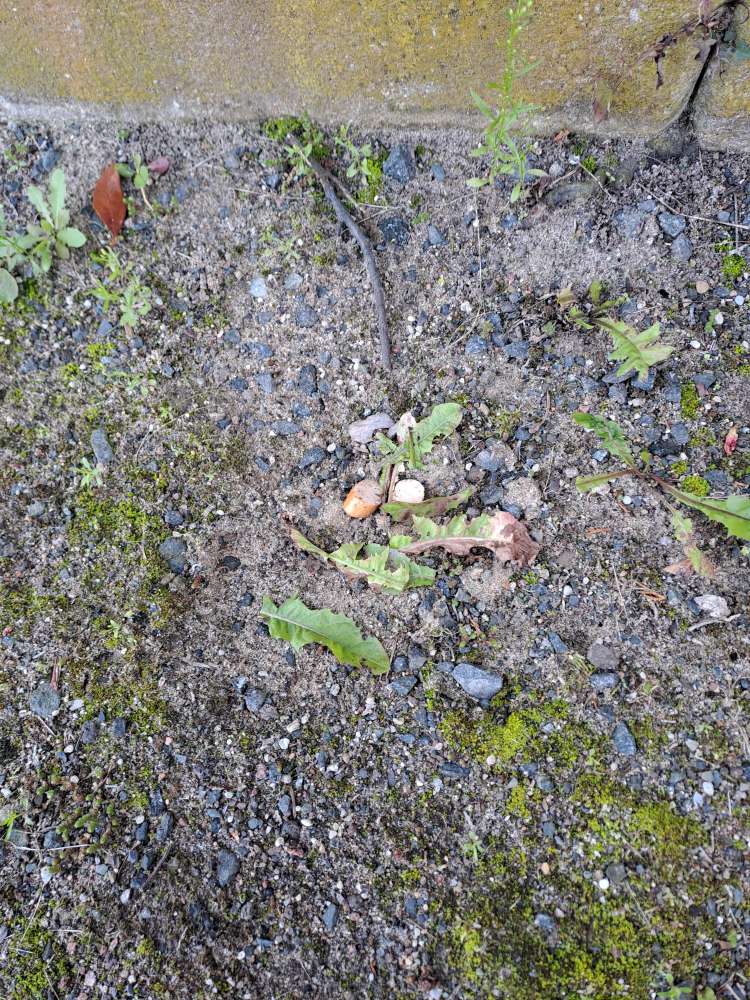 Giftköder-Giftköder-Profilbild