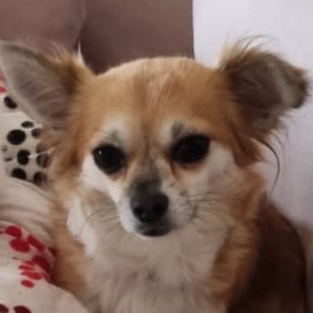 Hundetreffen-Alsdorf Schaufenberg-Profilbild