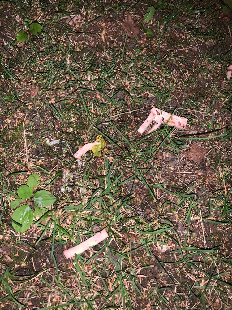 Giftköder-Wurst im Rasen-Profilbild