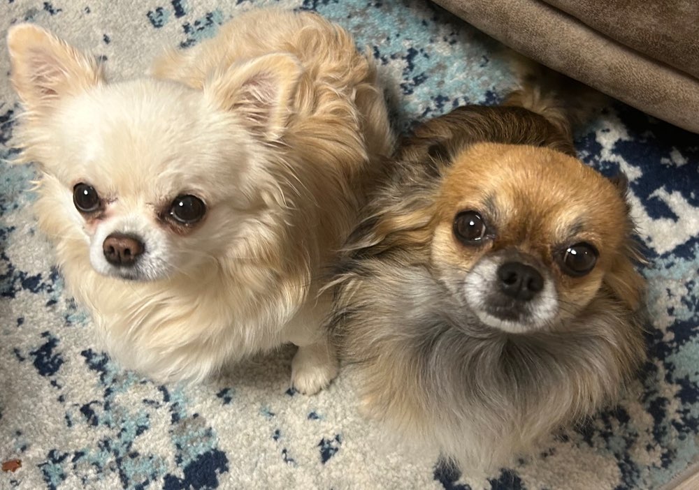 Hundetreffen-Kleinhunde Gassi-Profilbild