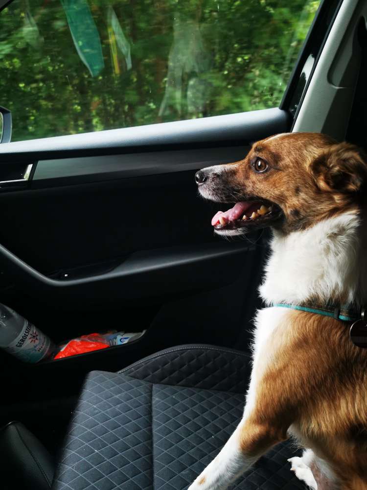 Hundetreffen-Gassi Partner für unsicheren /ängstlichen hund-Profilbild