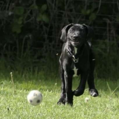 Hundetreffen-Spielen, Beziter*innen übergreifendes dog jourfix :)-Profilbild