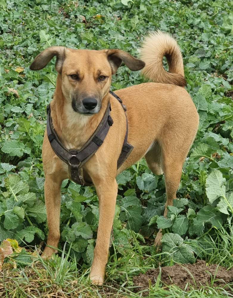 Hundetreffen-Treffen mit großem Hund-Profilbild