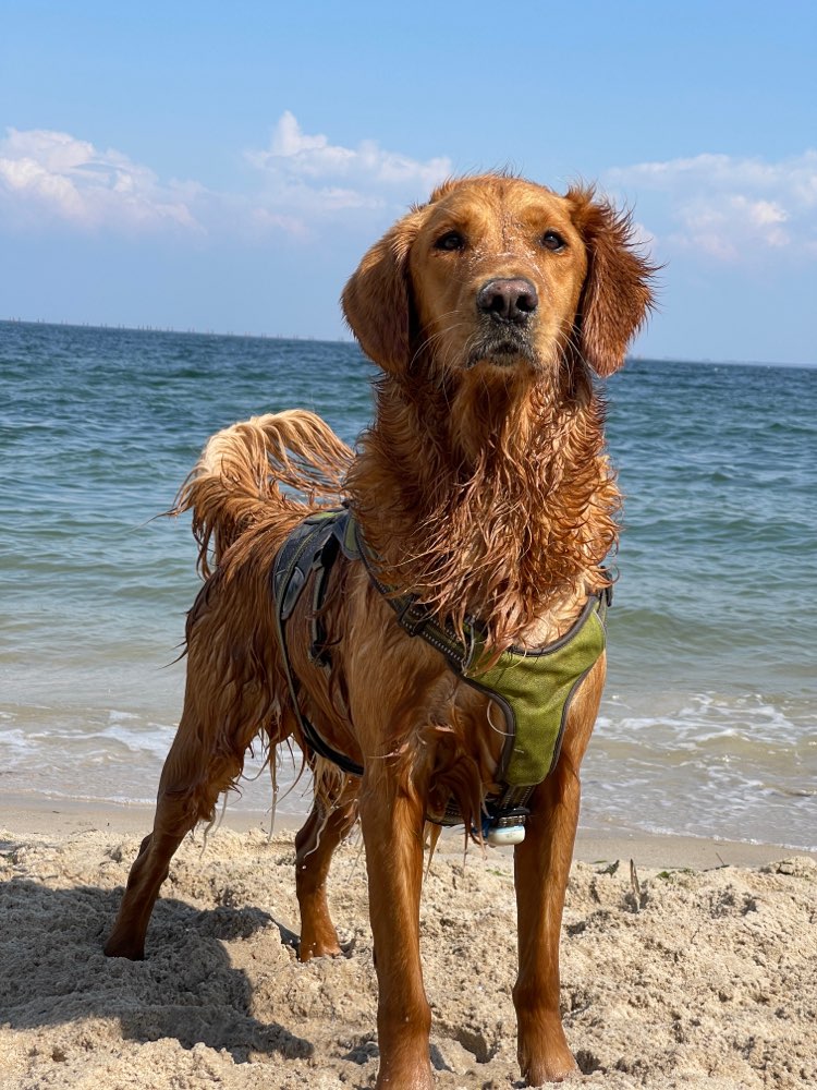 Hundetreffen-Spiel und Gassirunden-Profilbild