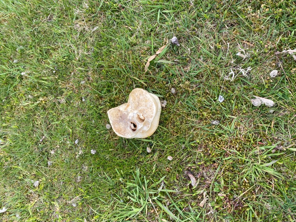 Giftköder-Schweinenasen ! Vermutlich Gift?!-Profilbild