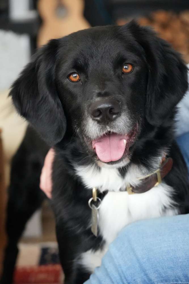 Hundetreffen-Spaziergang und odercSpieltreffen-Profilbild