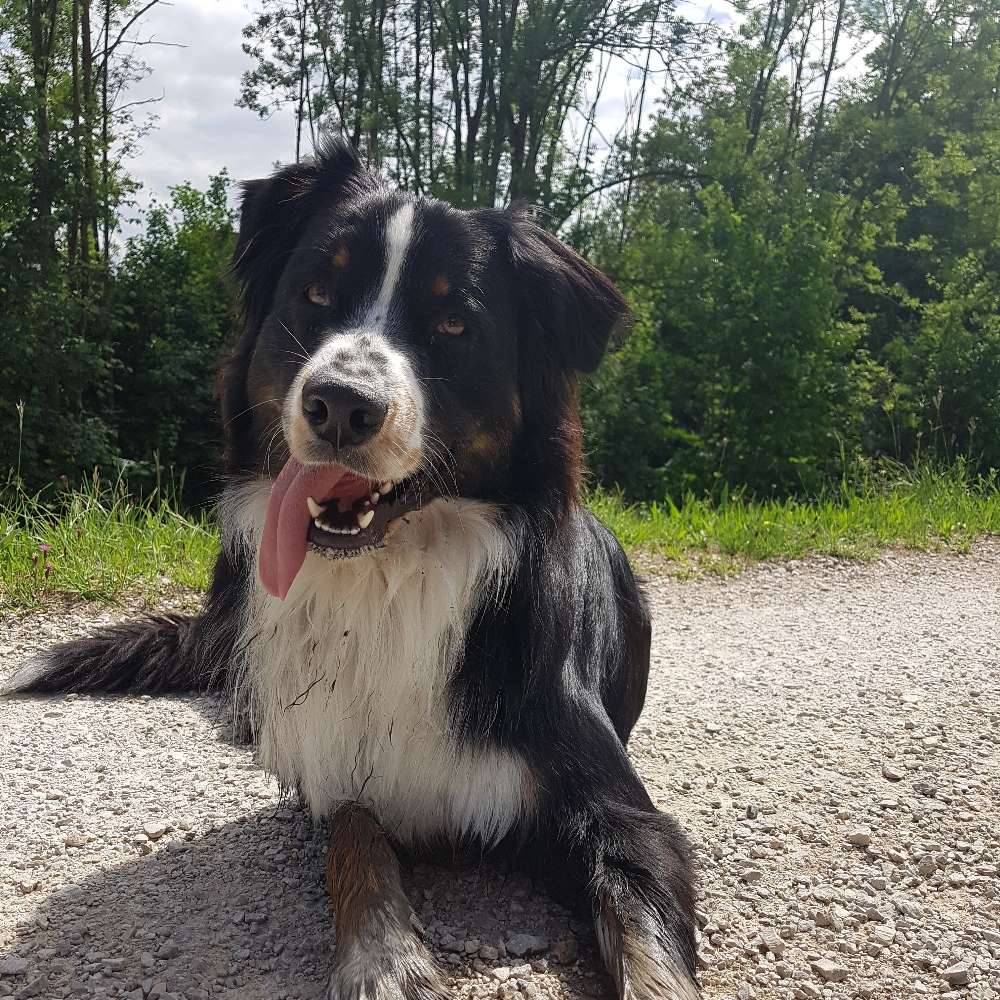 Hundetreffen-Hundefreunde gesucht-Profilbild