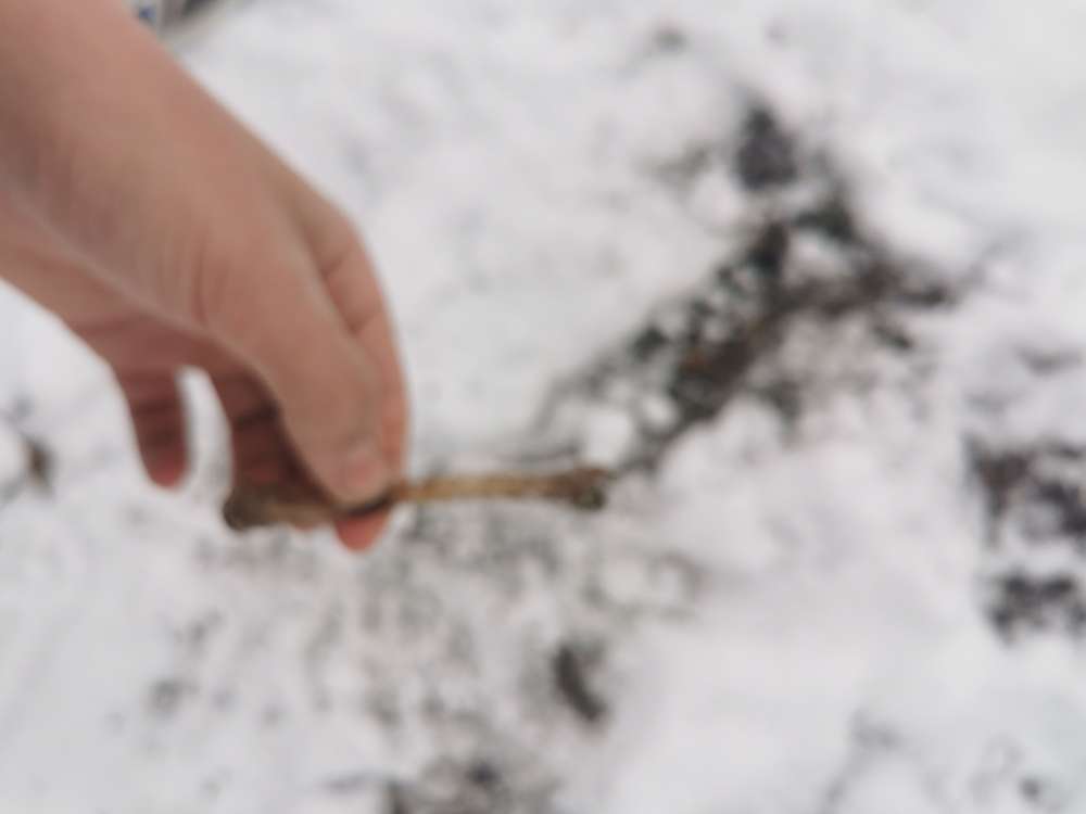 Giftköder-Geflügelknochen-Profilbild