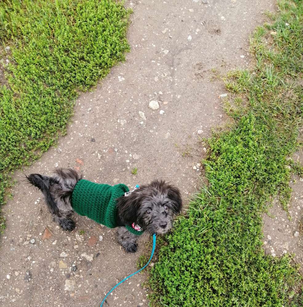 Hundetreffen-Spielkameraden gesucht-Profilbild