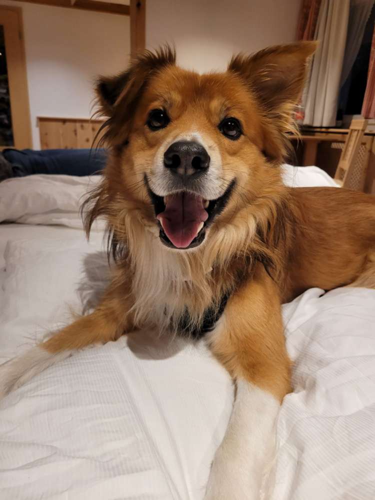 Hundetreffen-Spiel- und Trainingsfreunde-Profilbild