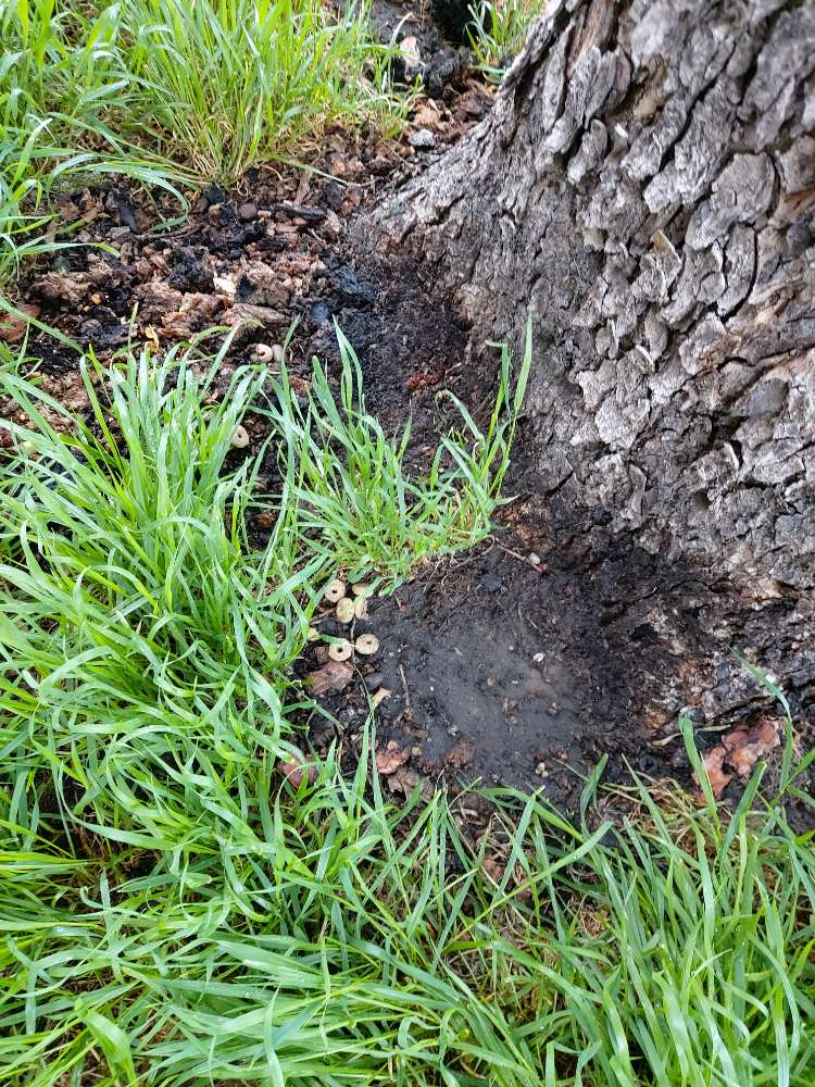 Giftköder-Ausgelegte Leckerlies-Profilbild