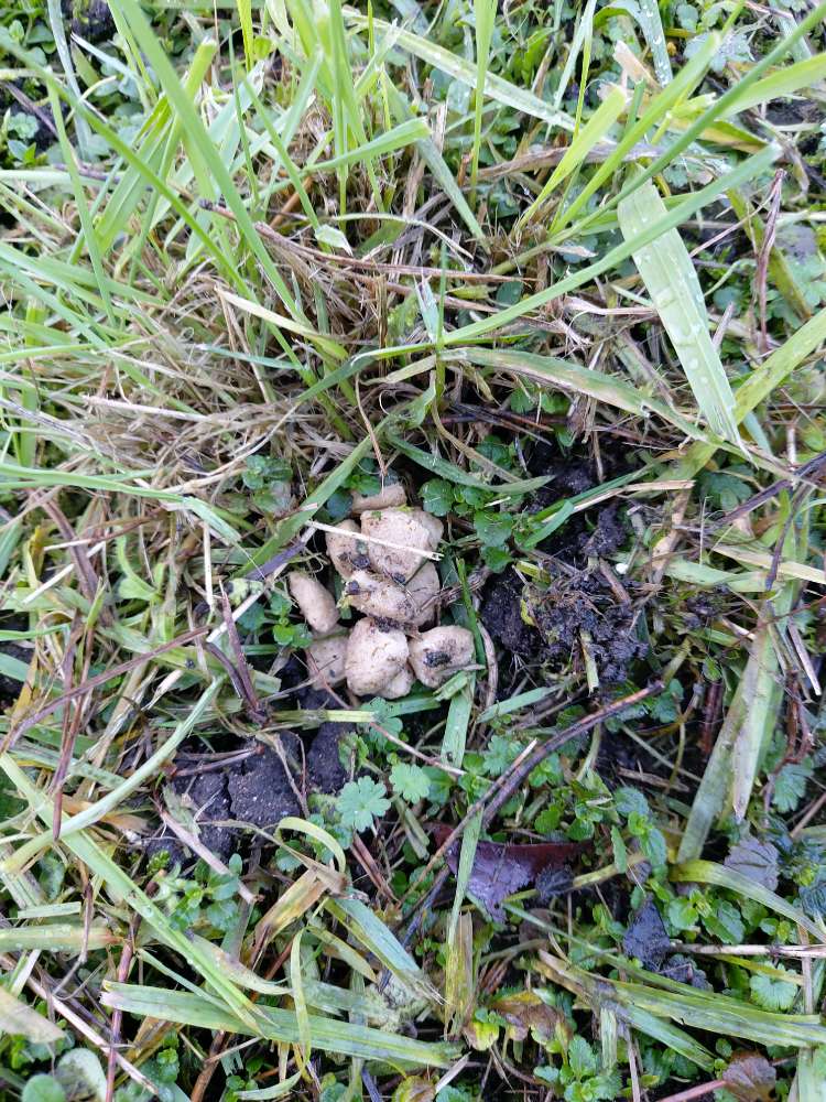 Giftköder-Trockenfutter in der Wiese versteckt-Profilbild