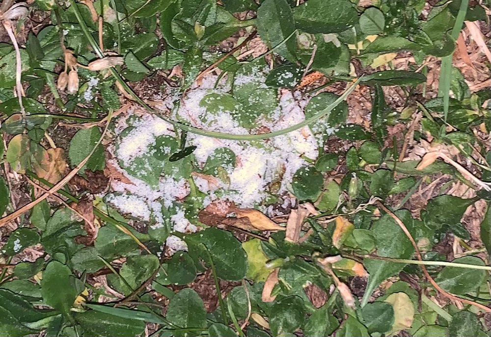 Giftköder-Vermutlich Giftköder 
- Rattengift-Profilbild