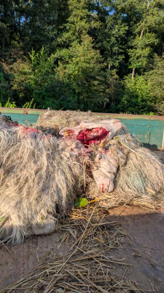 Giftköder-Wolfsrisse-Profilbild