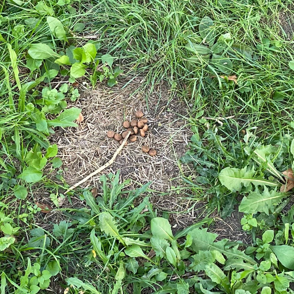 Giftköder-Ein Haufen Leckerlis-Profilbild