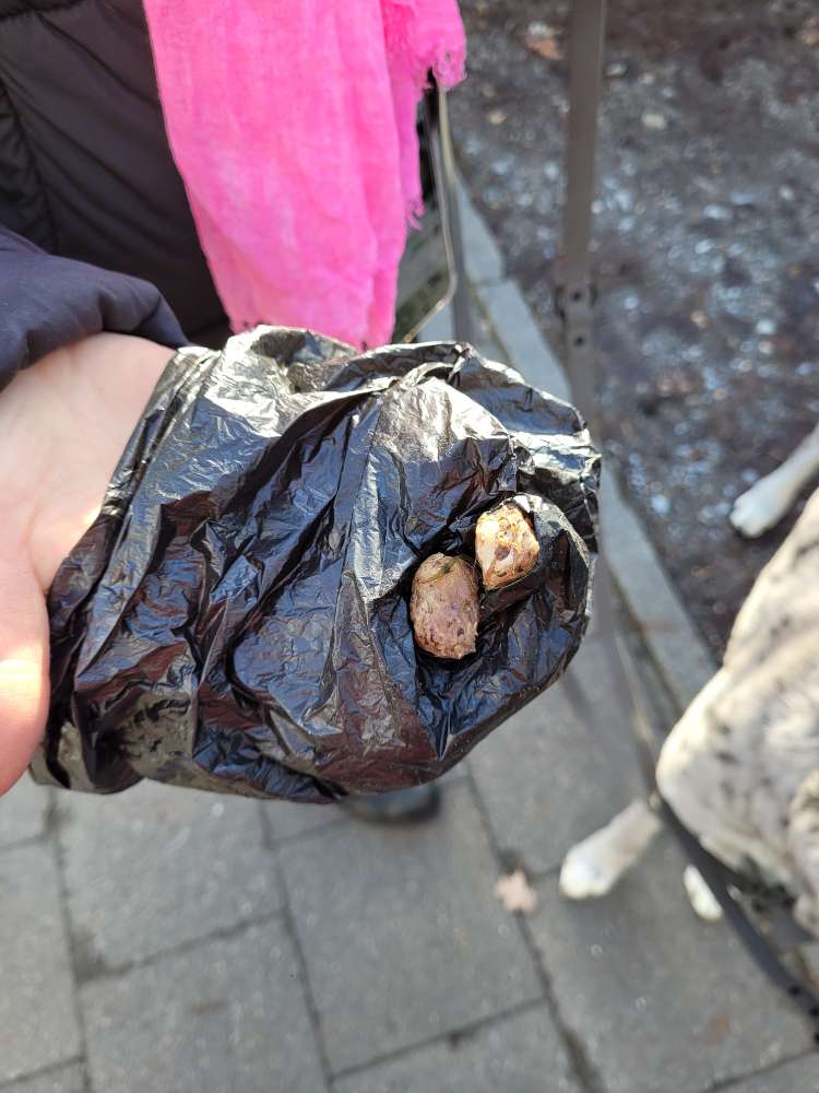 Giftköder-Fleischstücke gefunden-Profilbild