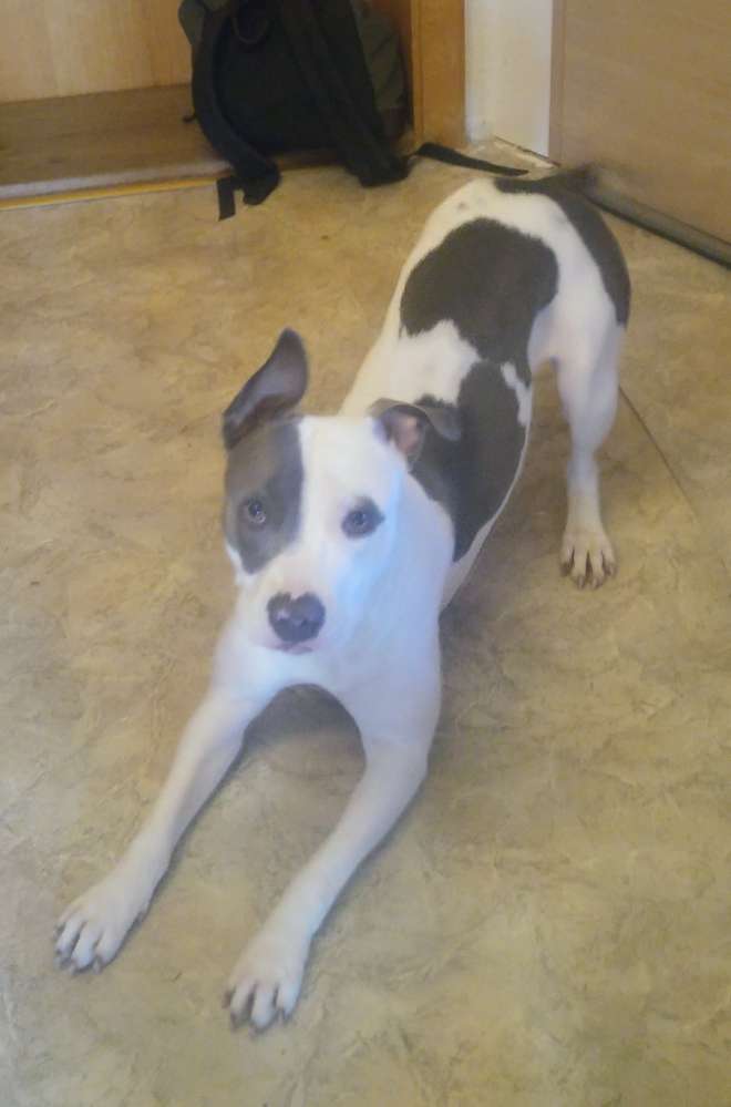 Hundetreffen-Spielen / Gassi gehen-Profilbild