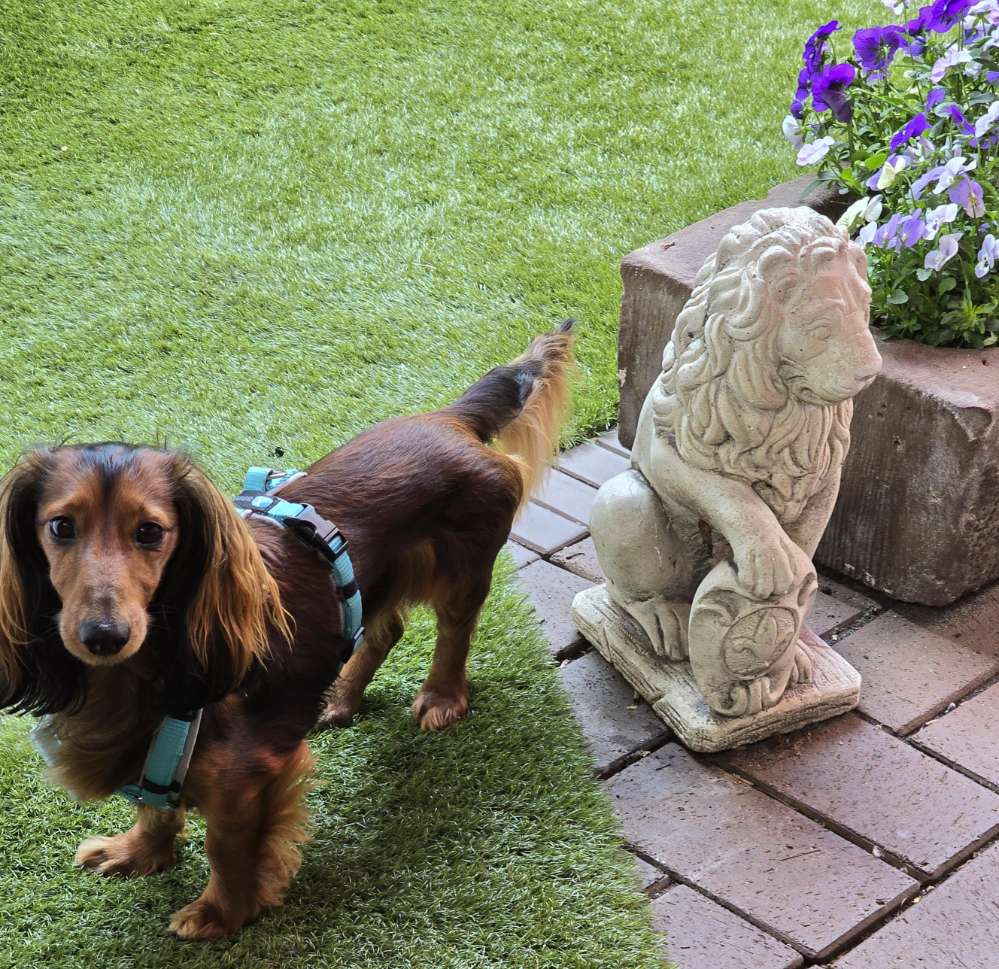 Hundetreffen-Spaziergänge-Profilbild