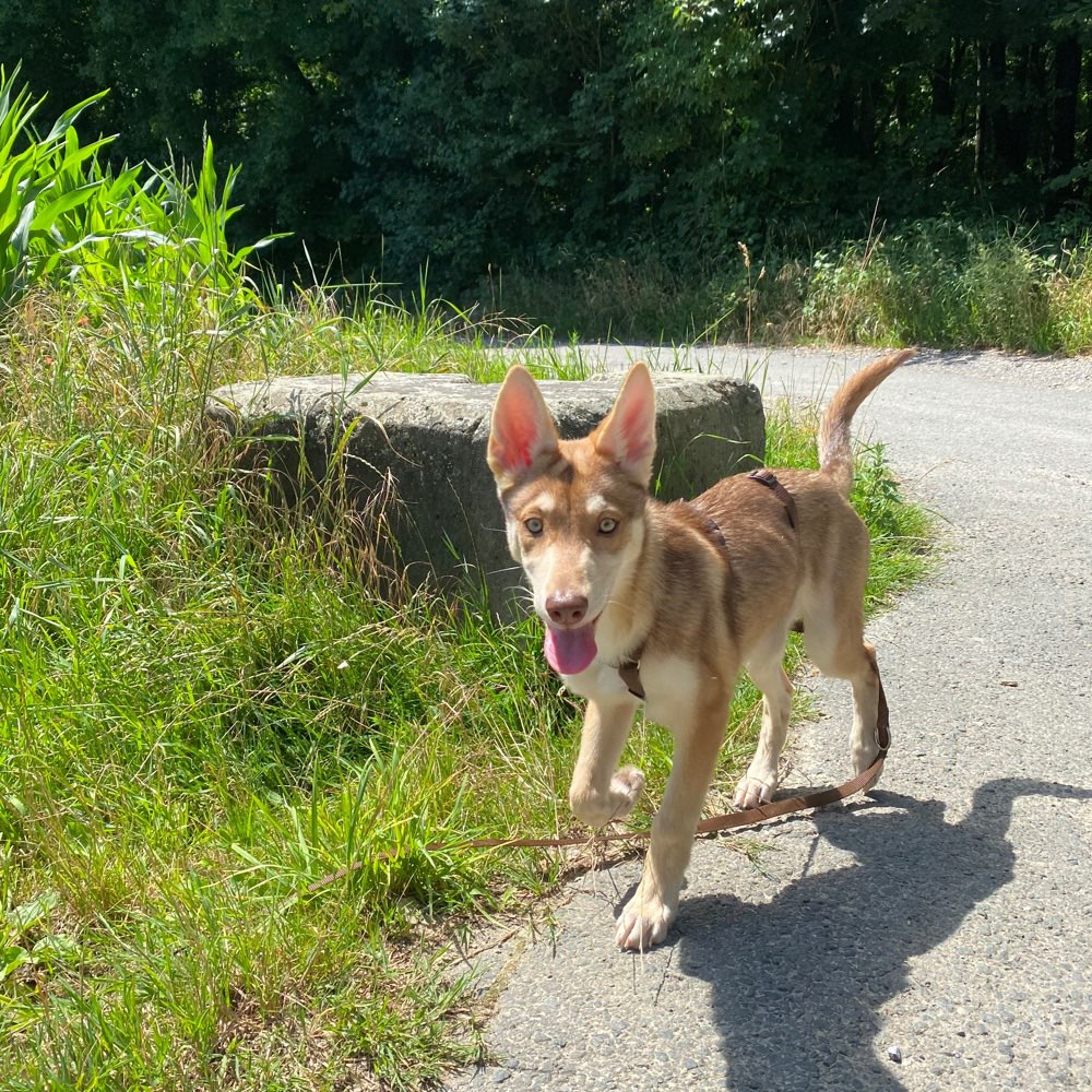 Hundetreffen-Welpen / Junghunde gemeinsames Spielen in Velbert-Profilbild