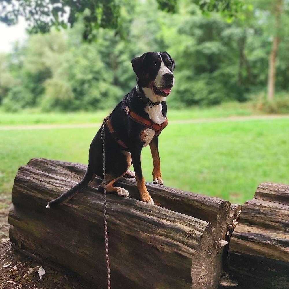 Hundetreffen-Spielkameraden gesucht-Profilbild