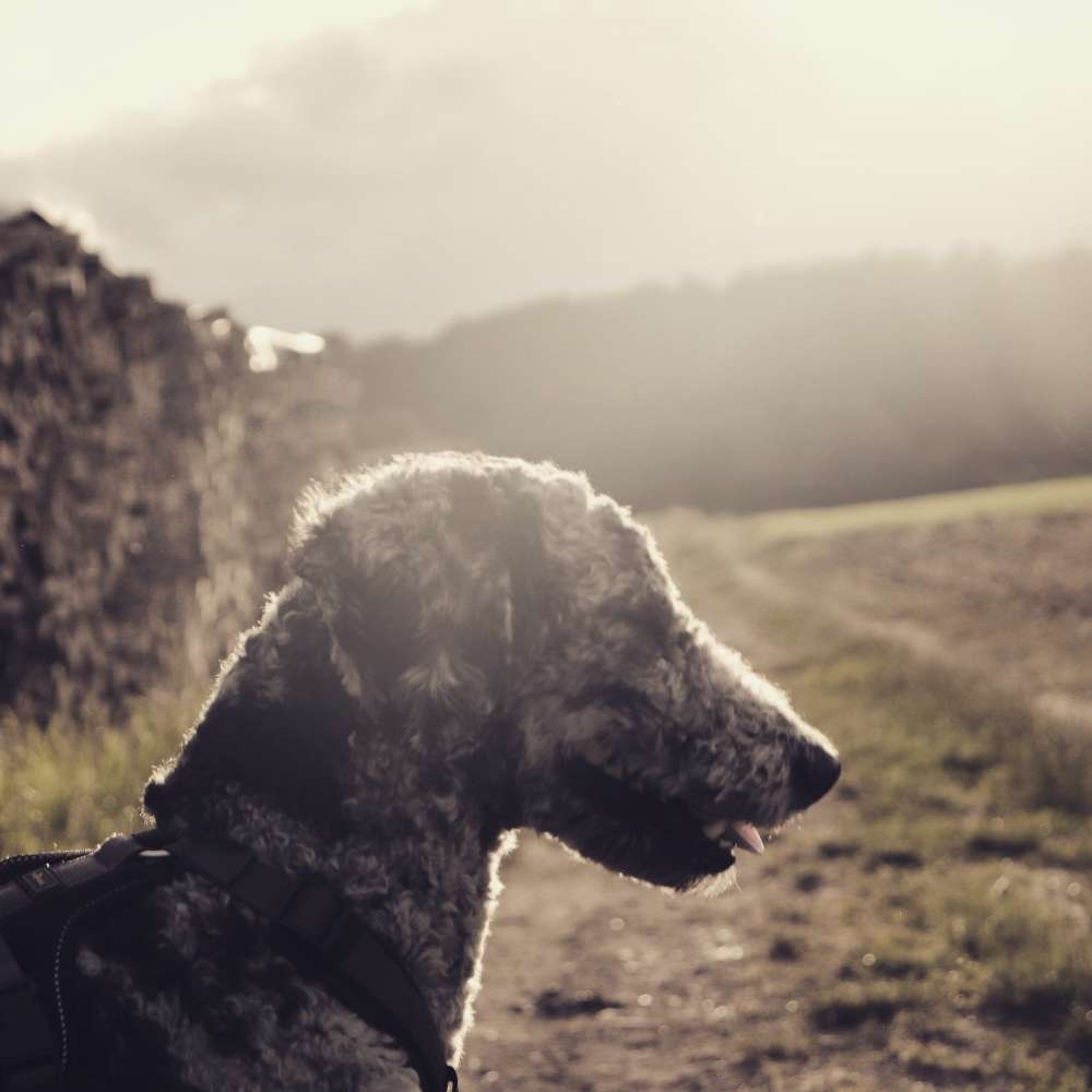 Hundetreffen-Gemeinsame Aktivitäten mit Hund-Profilbild